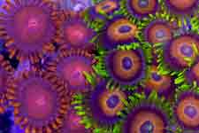 Фоновое изображение