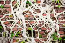 Фоновое изображение